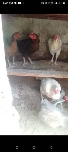 desi crott hens