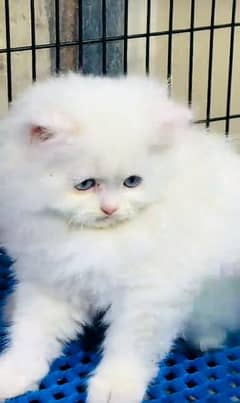 Persian hamalian british punch face piki face cat 03250387943