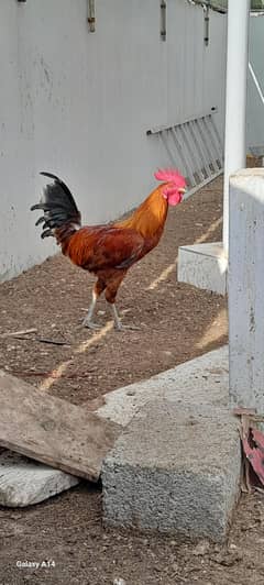 3 male