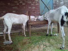 Goat for eid || Bakra || Qurbani ka Bakra