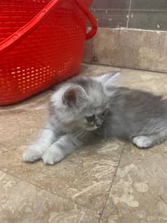 Pair of cats 2.6 month age healthy cats