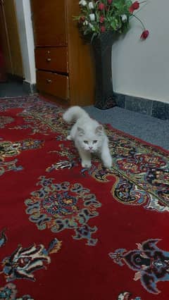 Persian cat for sale