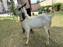 Bakra