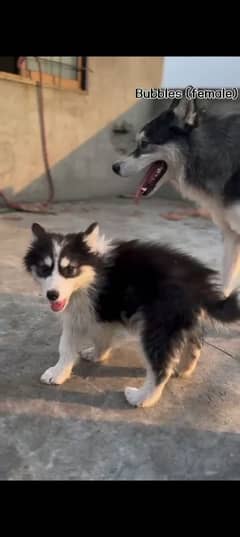 husky female longcot healthy and active. . 03271101597