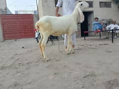 Qurbani
