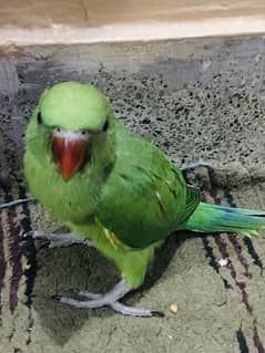 Ring neck male