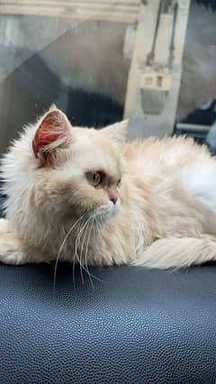 Persian