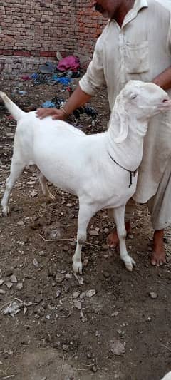 Qurbani