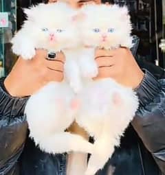 Persian hamalian british punch face piki face cat 03250387943