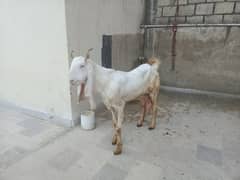 gulabi bakri for sale