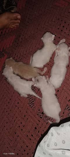 cute kittens