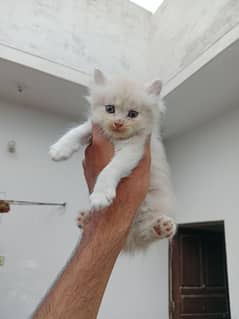 2 Persian kittens for sale
