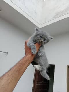 Blue Eyes Persian kitten