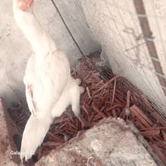 heera eggs