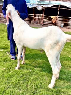 pure_Rajanpuri_2_dant_khassi_bakra