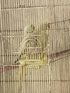 katha tota pair for sale