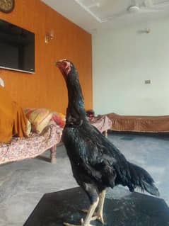 best quality shamo female eggs de rhi hi