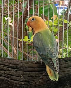Lovebird for Sale Aqua, Creamino Opaline, Parblue Opaline, Pale Fallow