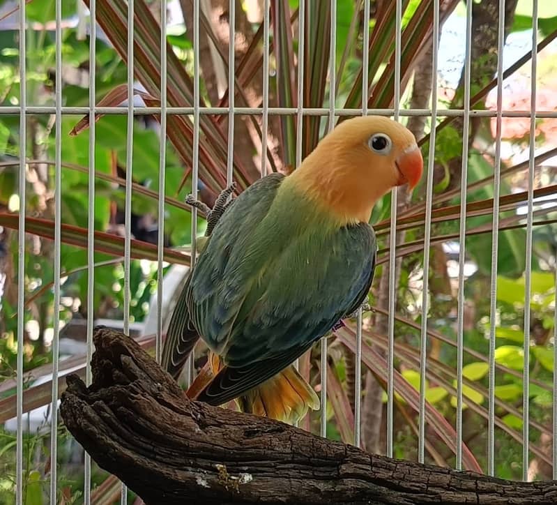 Lovebird for Sale Aqua, Creamino Opaline, Parblue Opaline, Pale Fallow 13