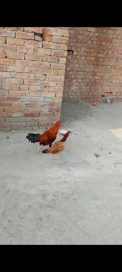 meya