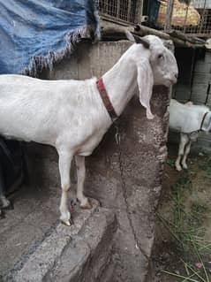 bakri for sale