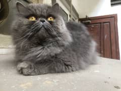 peki/ piki/ stud/ pure/ triple/ Persian/ Lahore/ fluffy/ peke