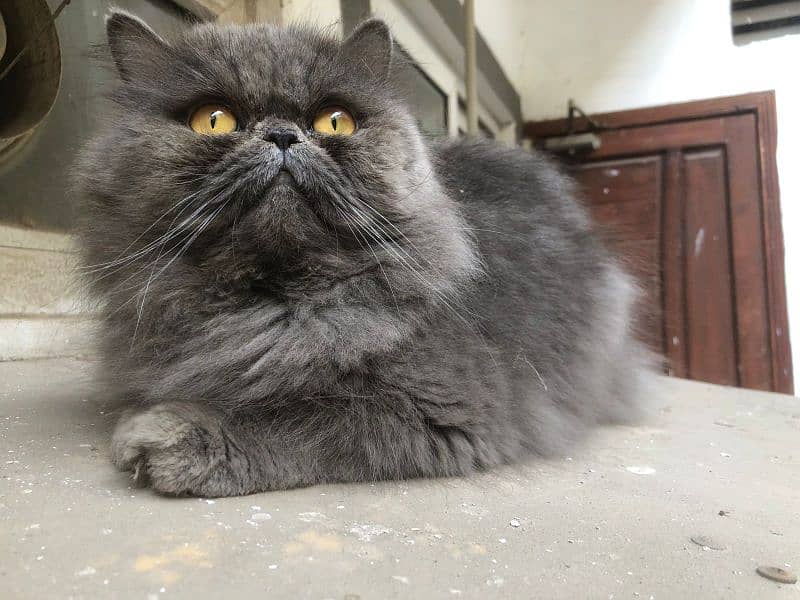 peki/ piki/ stud/ pure/ triple/ Persian/ Lahore/ fluffy/ peke 0