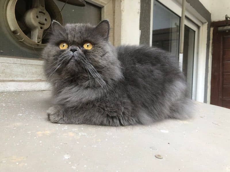 peki/ piki/ stud/ pure/ triple/ Persian/ Lahore/ fluffy/ peke 1