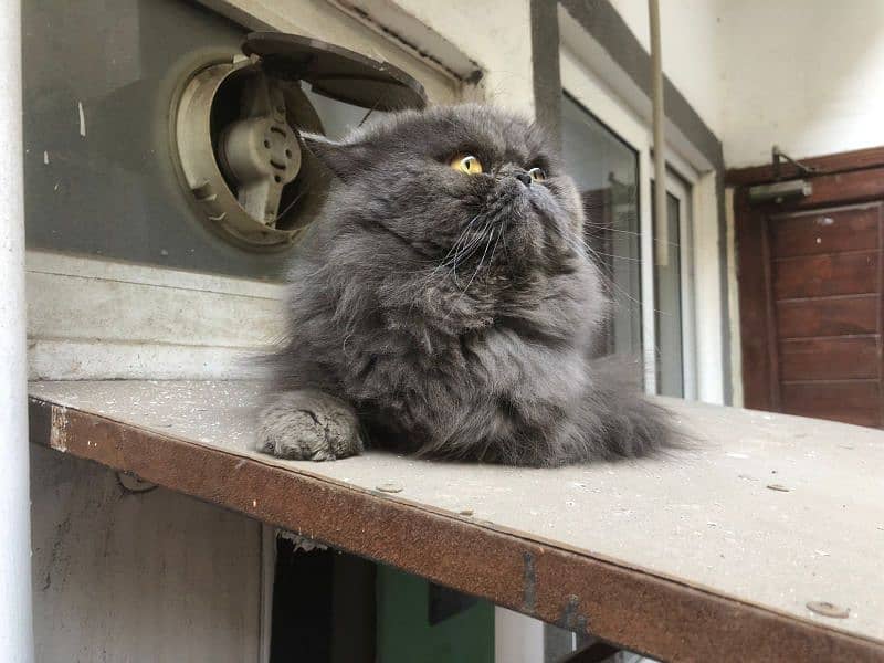 peki/ piki/ stud/ pure/ triple/ Persian/ Lahore/ fluffy/ peke 2