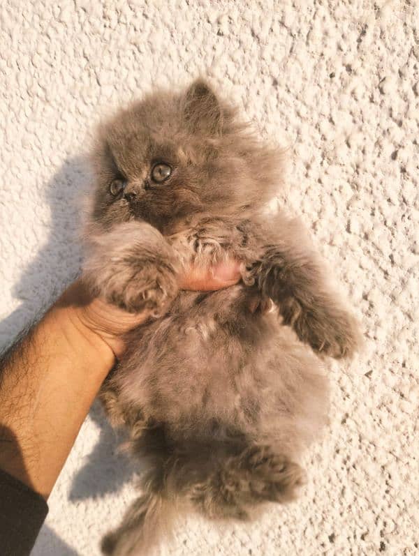 peki/ piki/ stud/ pure/ triple/ Persian/ Lahore/ fluffy/ peke 3