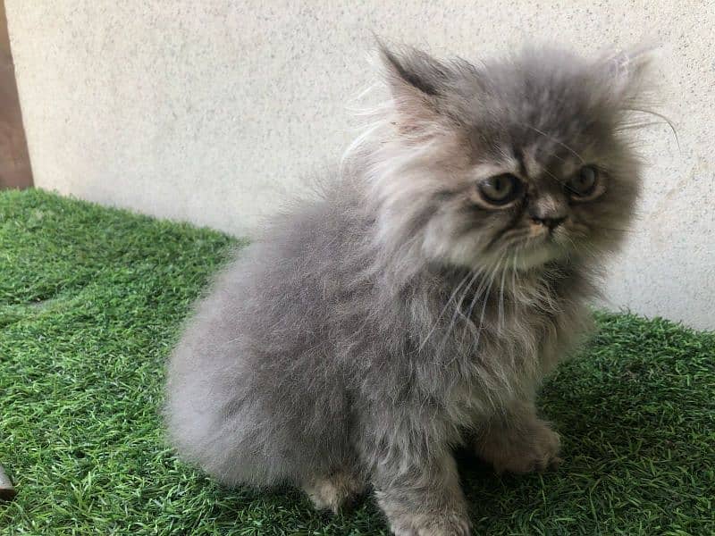 peki/ piki/ stud/ pure/ triple/ Persian/ Lahore/ fluffy/ peke 4