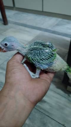 chicks