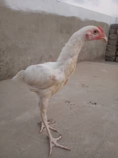 Shamo Cross