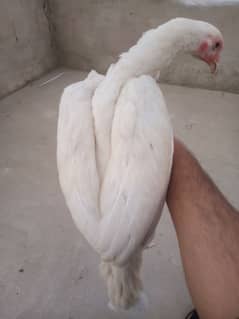 Heera Shamo Cross