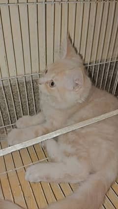 kitten for sale