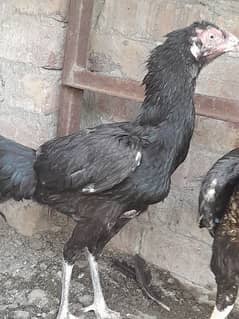 Pure Aseel Female Old blood line