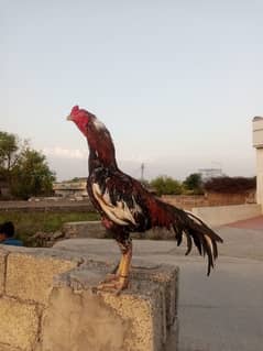 Aseel breader Pair