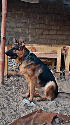 i am selling my both german Shepherd