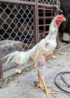 Aseel Shamo breeder white male