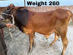 Qurbani