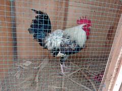 desi murga , 7 months old fully home raised with good health.