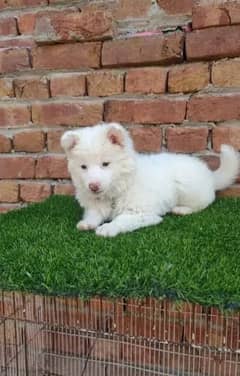 Russian puppy dog age 2 month 0326/75/88/689 WhatsApp no