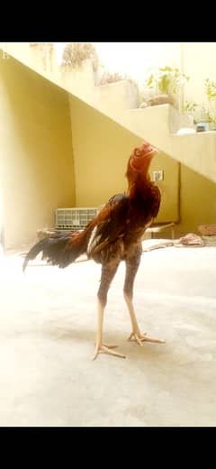 Long Highted Patha For sale