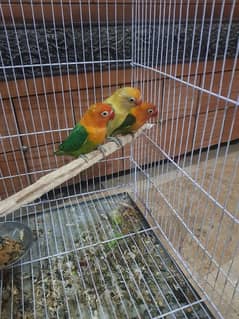 Green Opline Breeder Pair Wiht Threed GluchPlus Baby