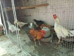 Murghy, murghiya, chujay or egg