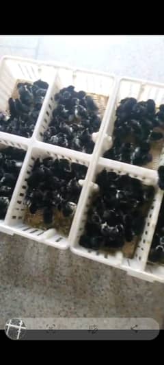 Australorp | Chicks | Australorp Hen | Murgiya | Australorp chozy |
