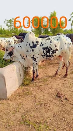 6qurbani