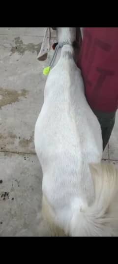 for