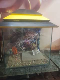 aquarium