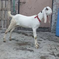 desi bakra